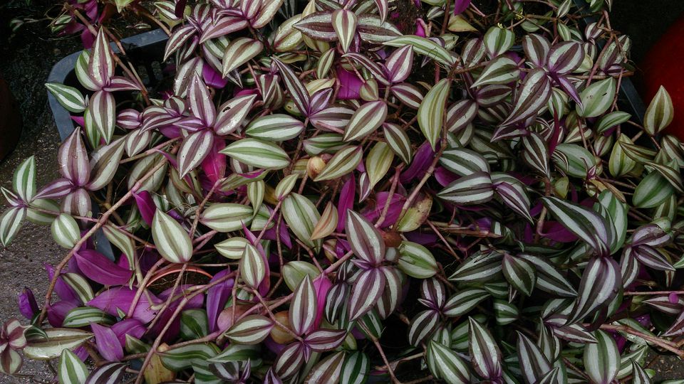 TRADESCANTIA