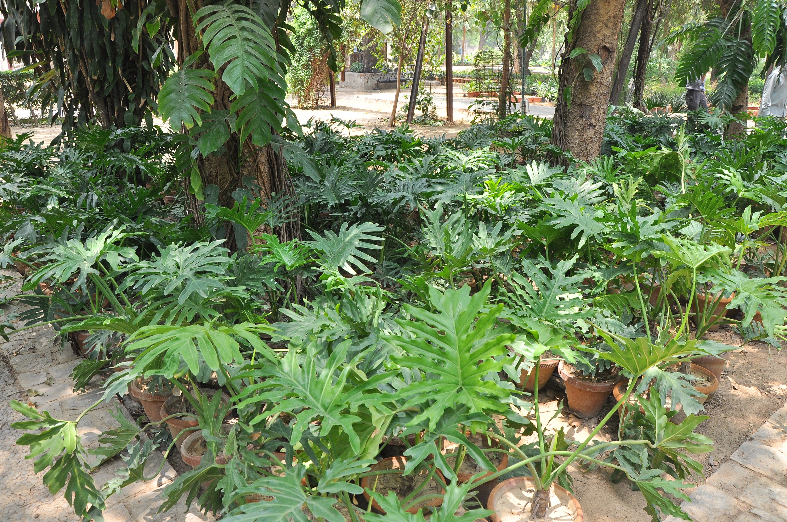 PHILODENDRON