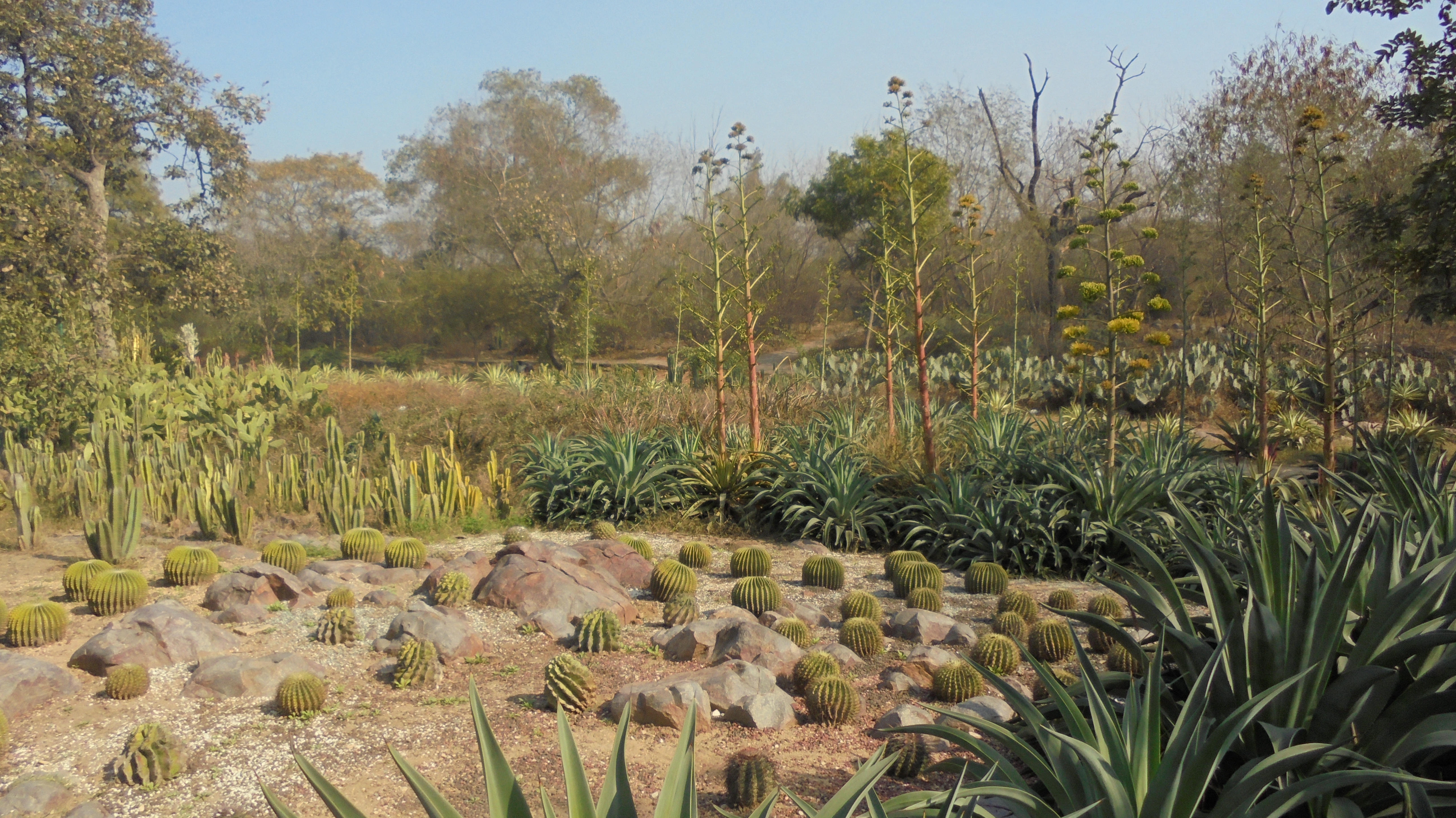 Cactus garden