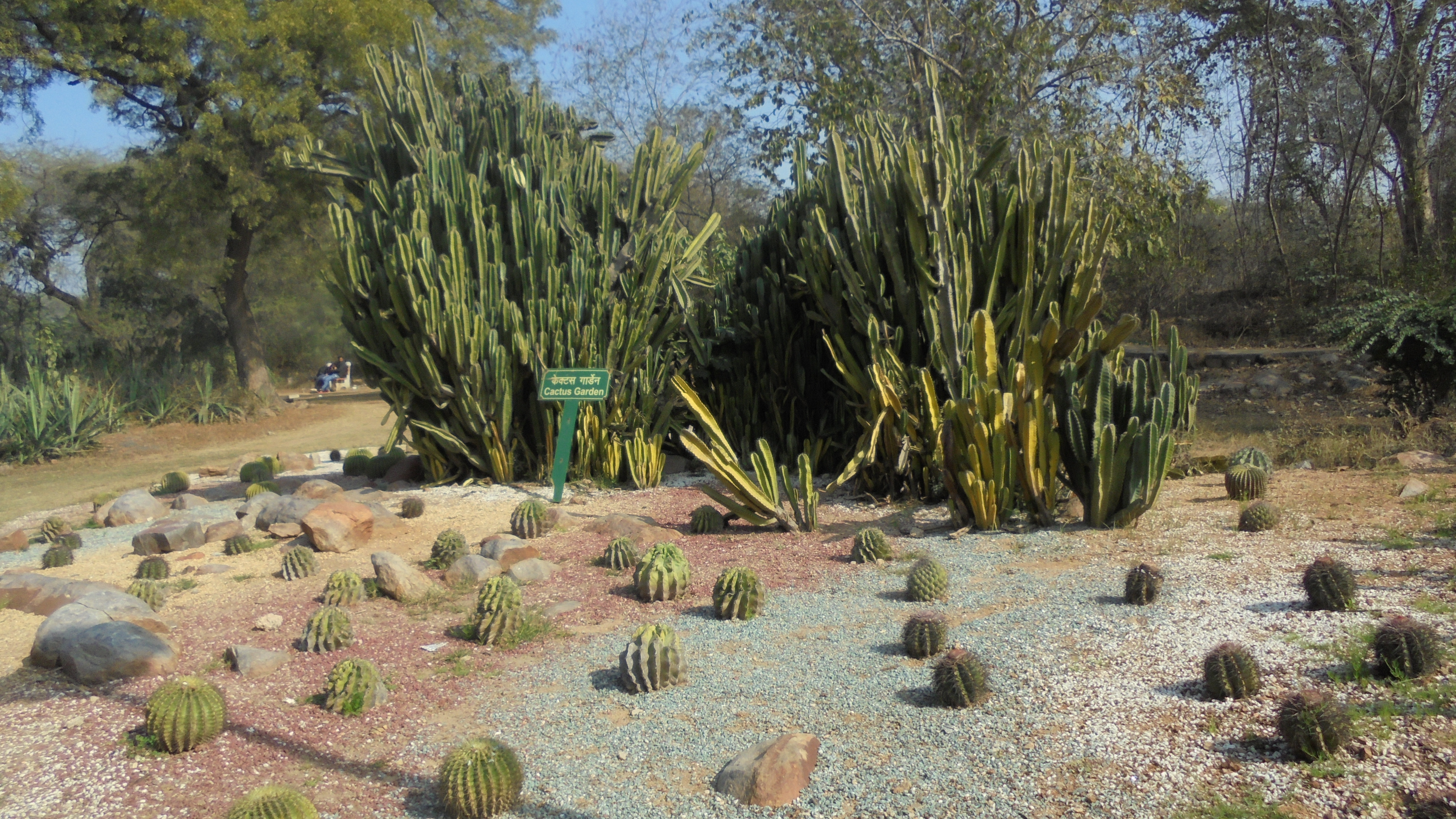 Cactus garden