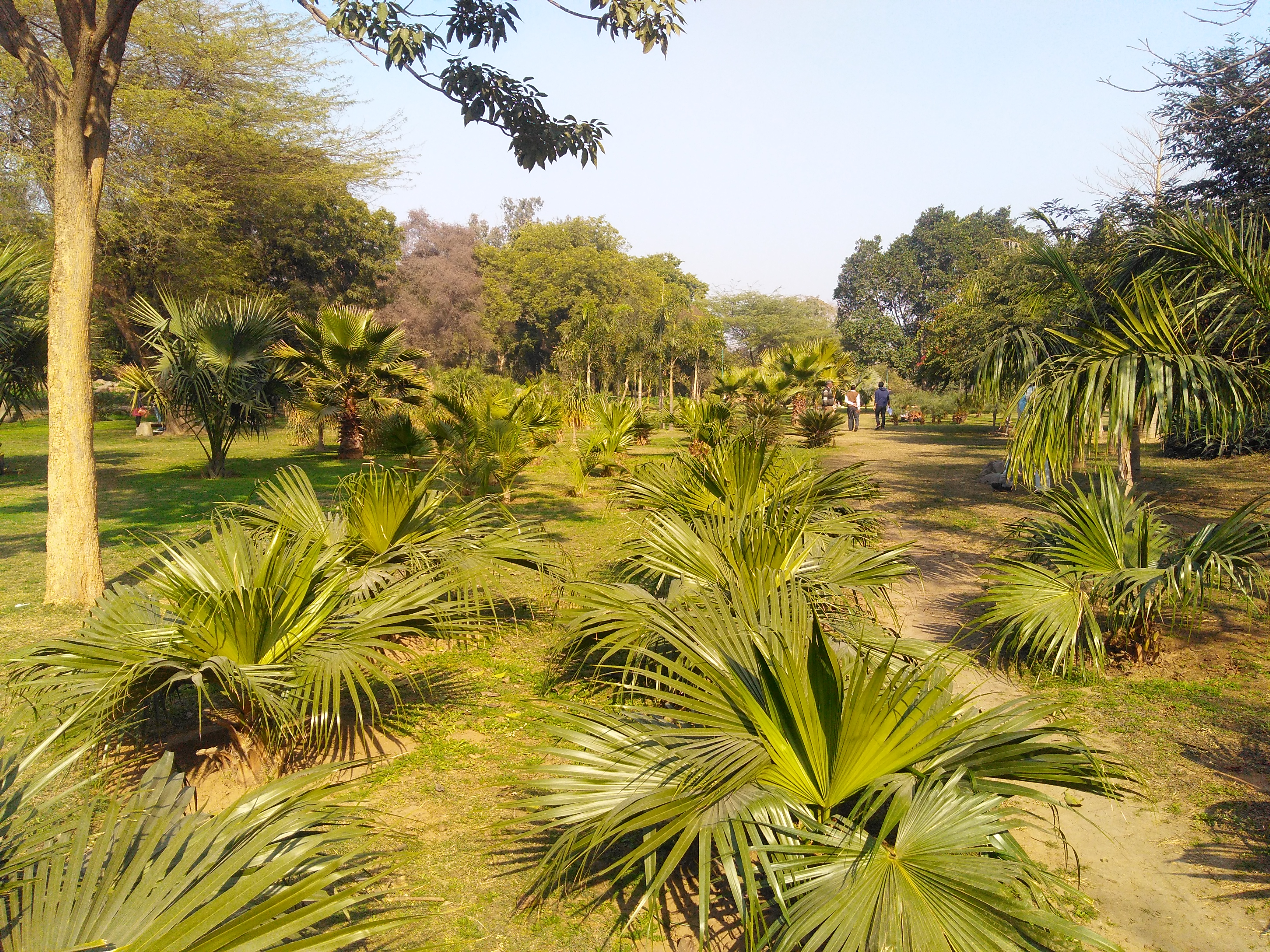 Palm Garden