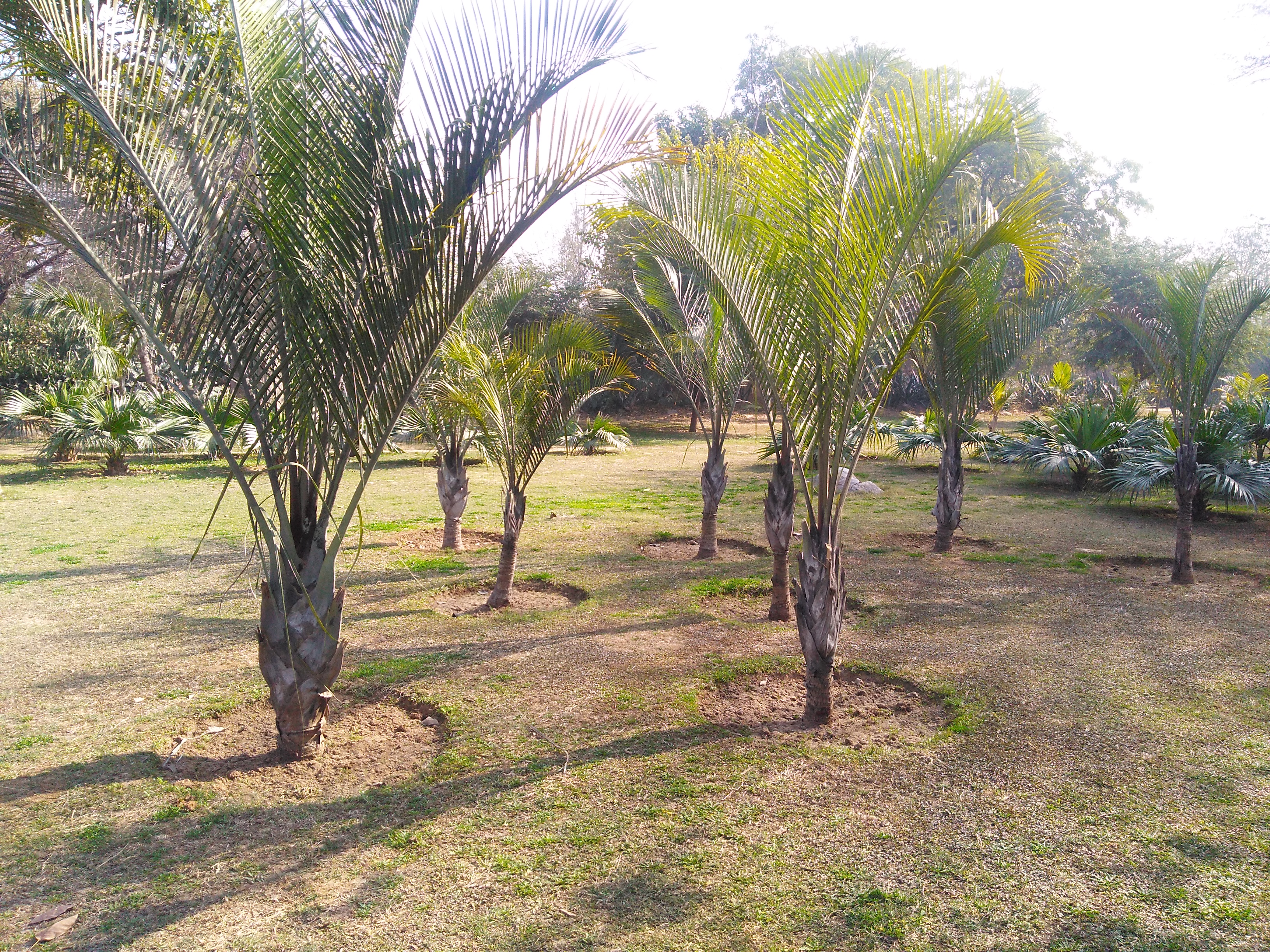Palm Garden