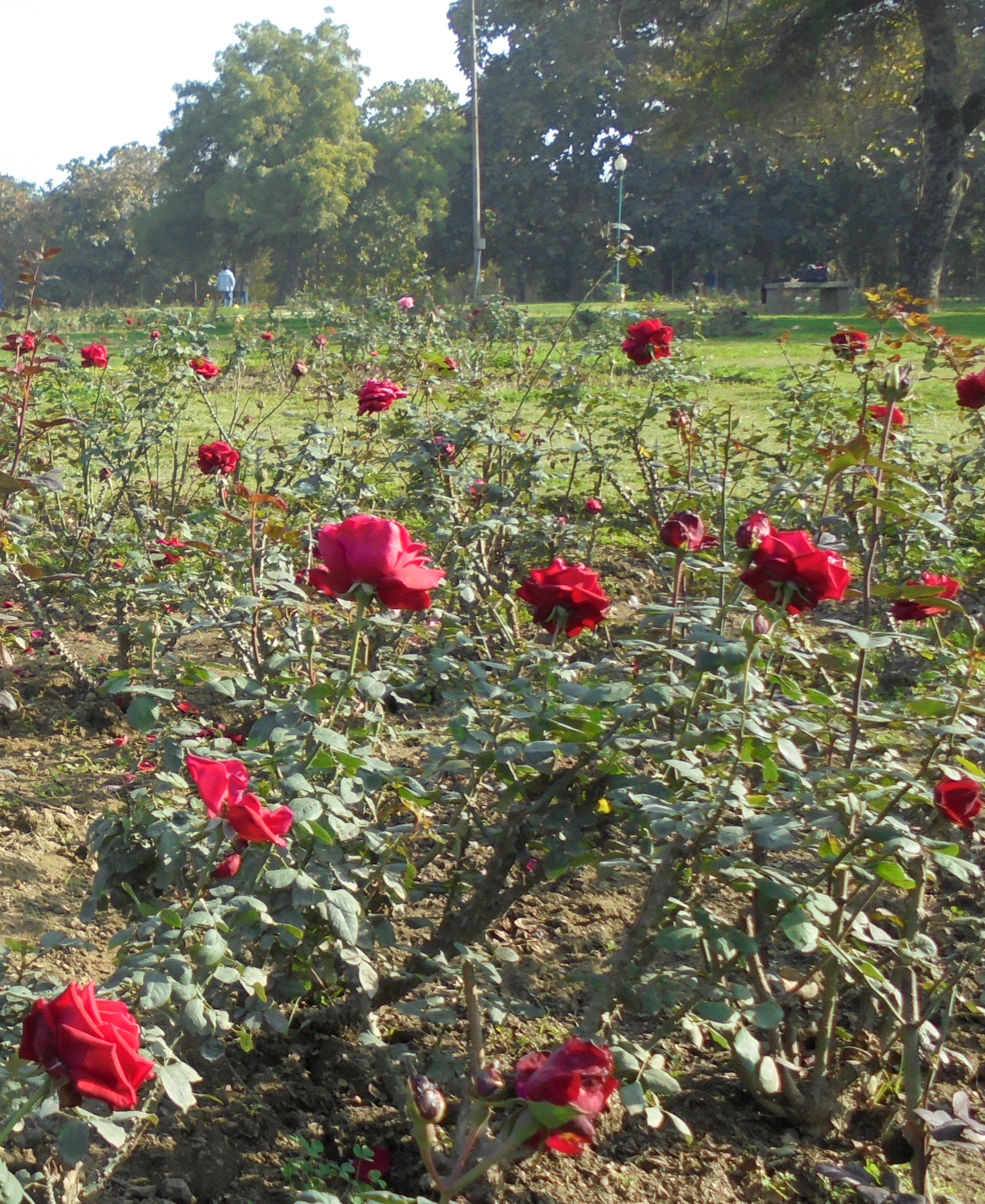 Rose garden