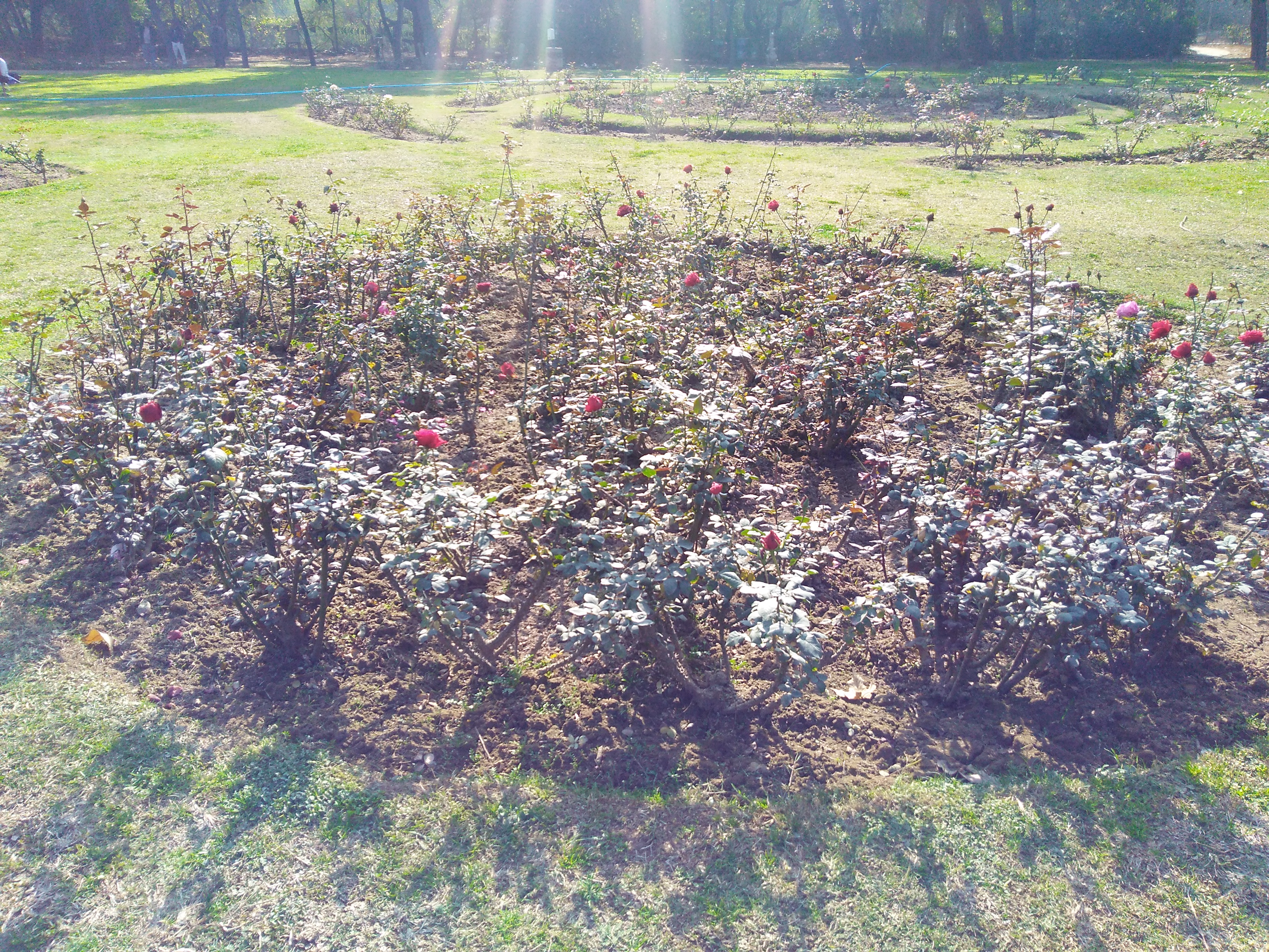 Rose garden