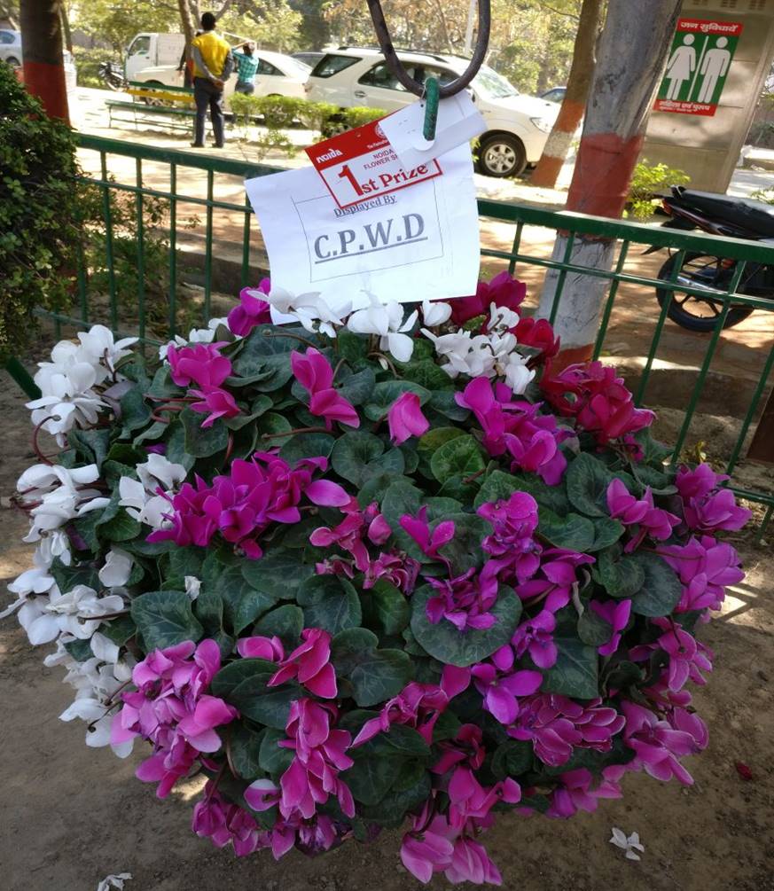 Flower Show at Noida 2017
