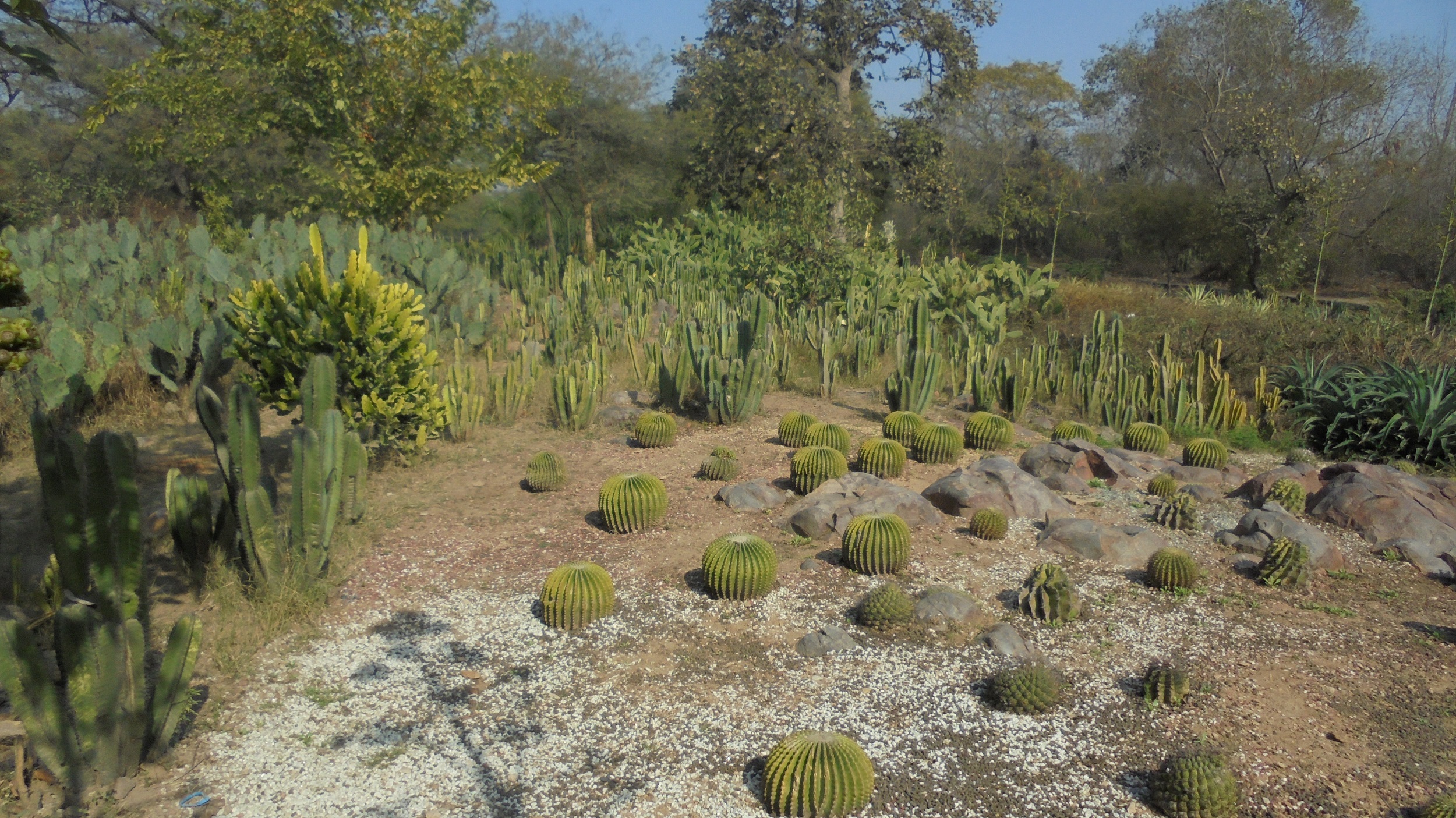 Cactus garden