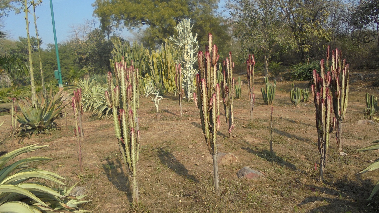 Cactus garden