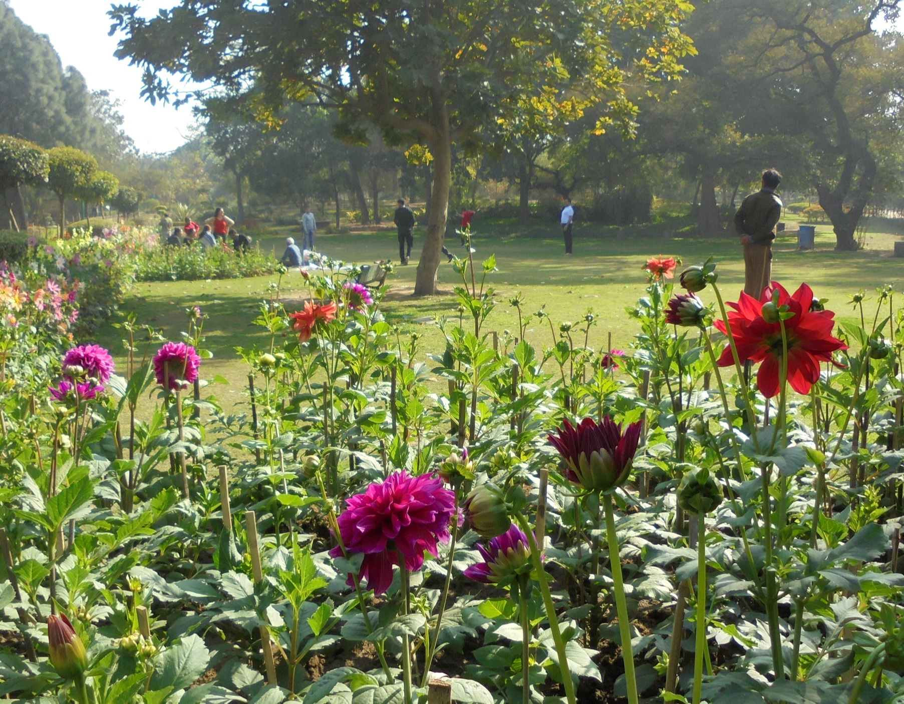 Open garden