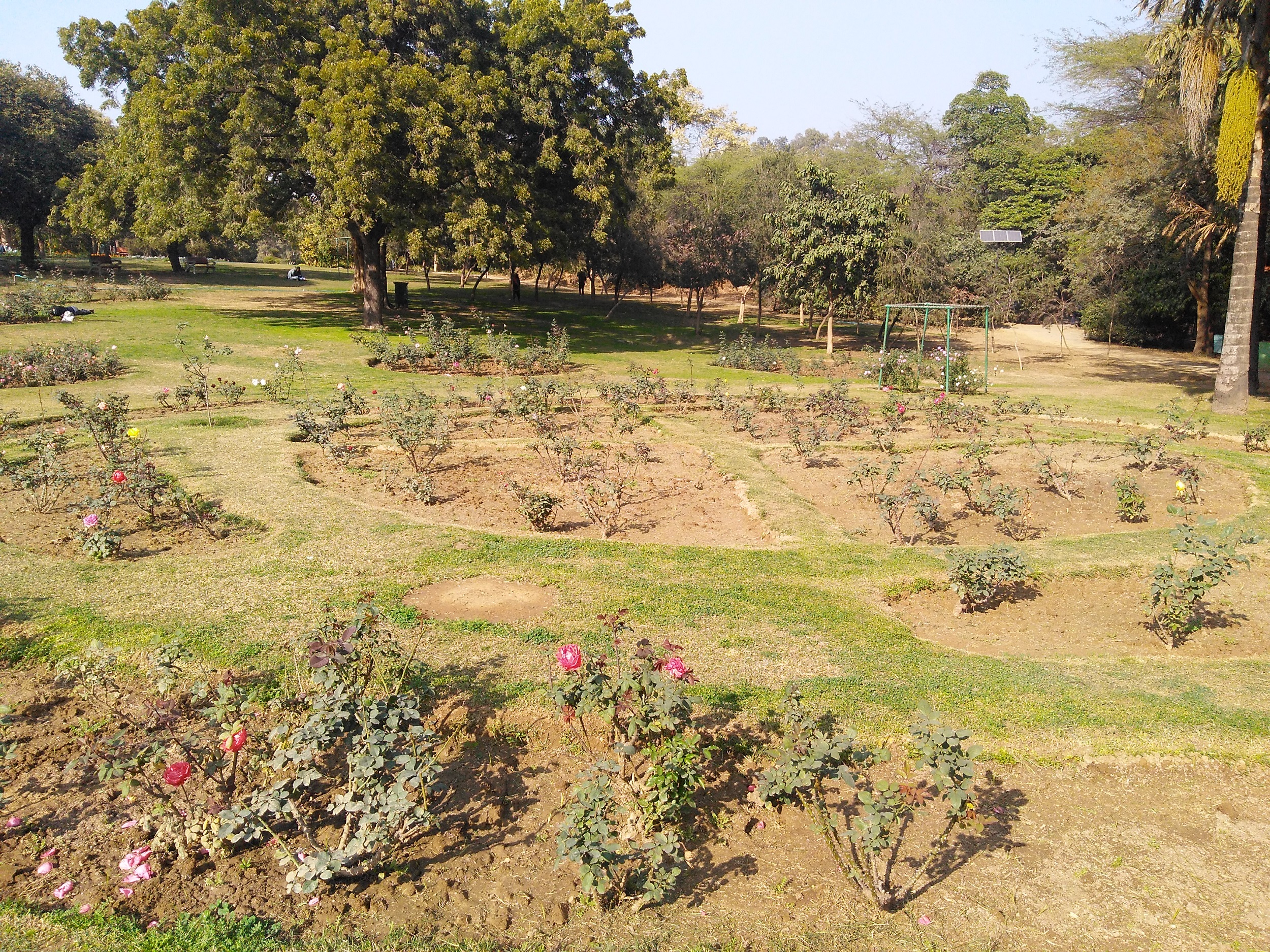 Rose garden