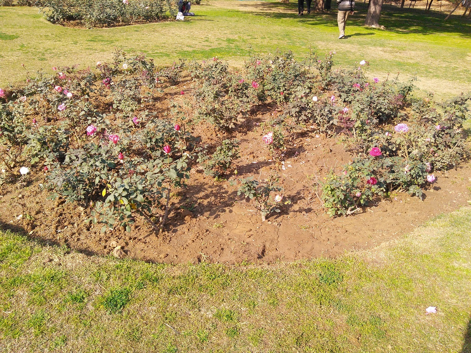 Rose garden