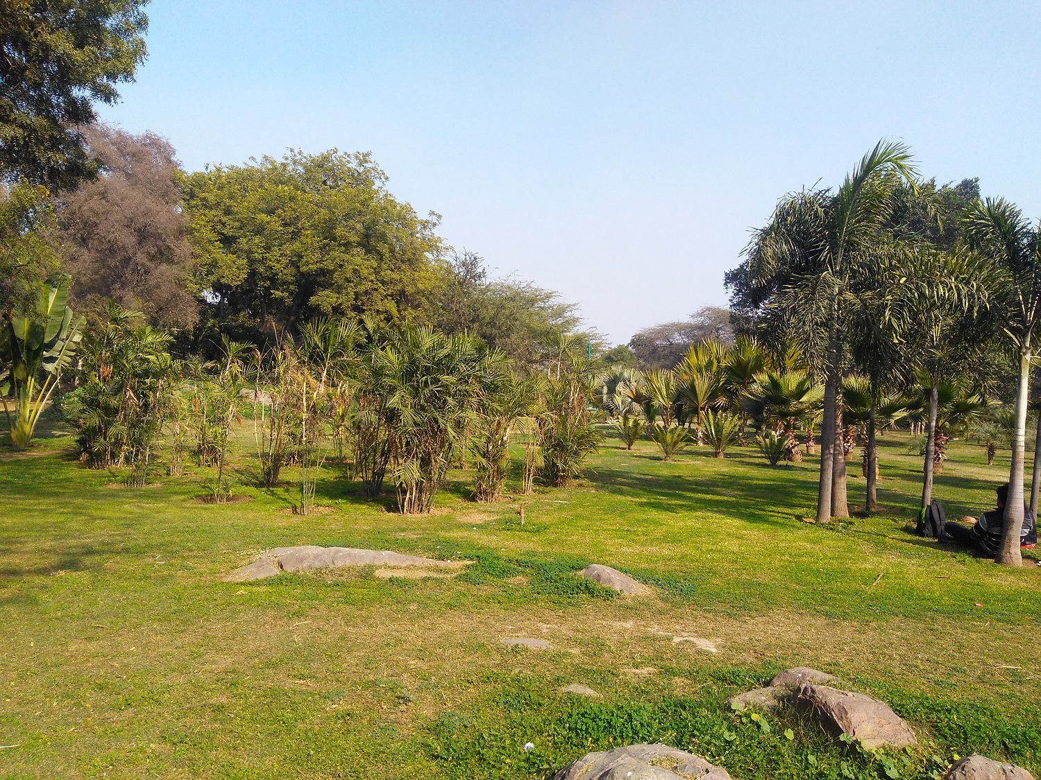Palm Garden
