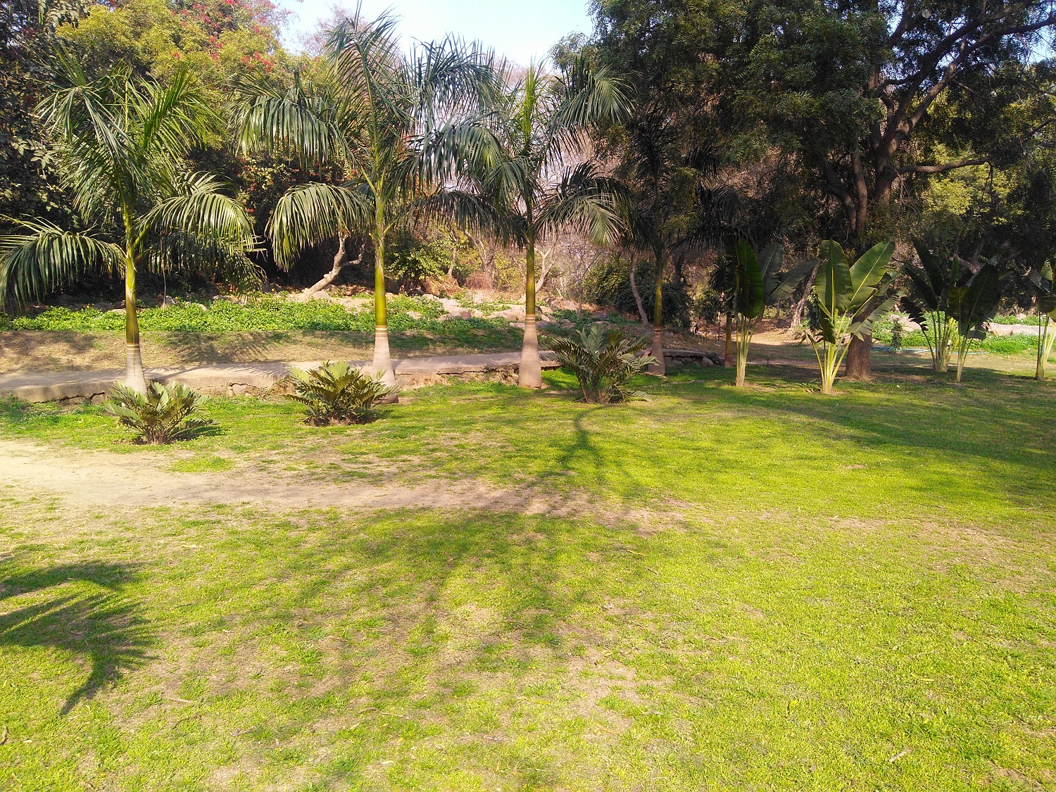 Palm Garden