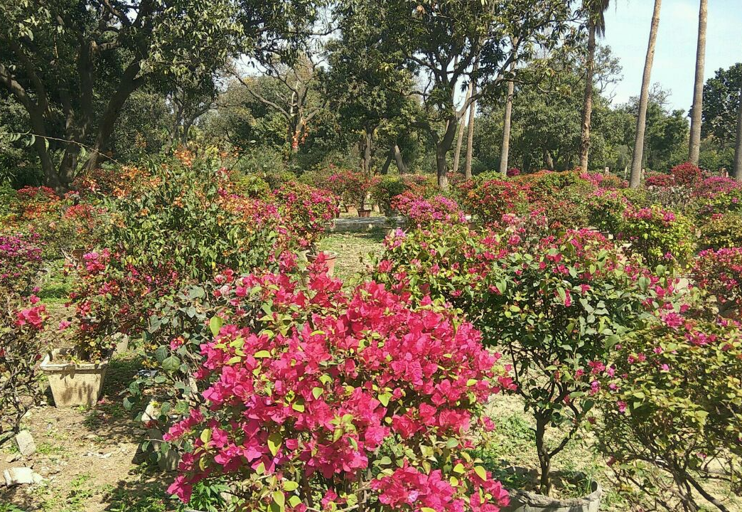 Bougainvillea Garden