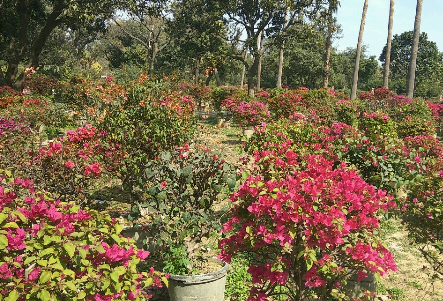 Bougainvillea Garden