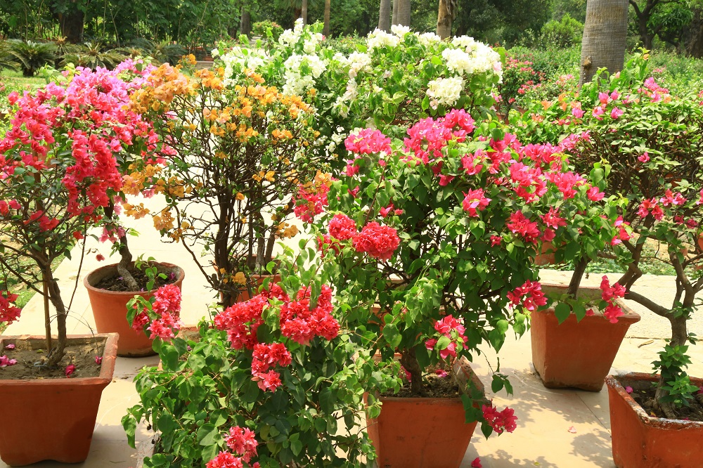 Bougainvillea Garden