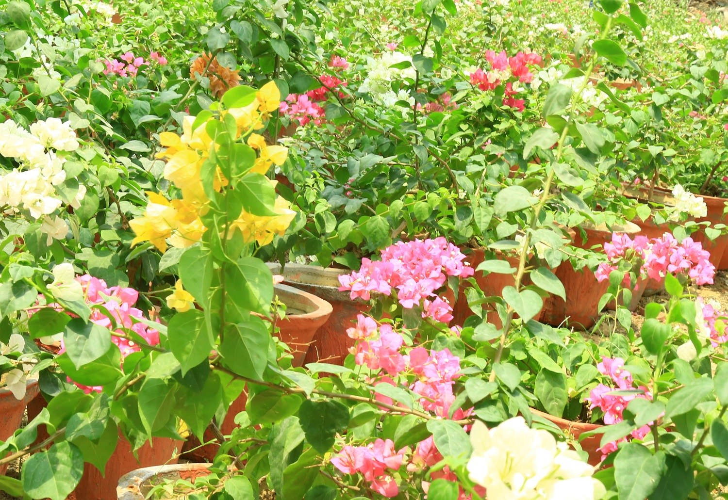 Bougainvillea Garden