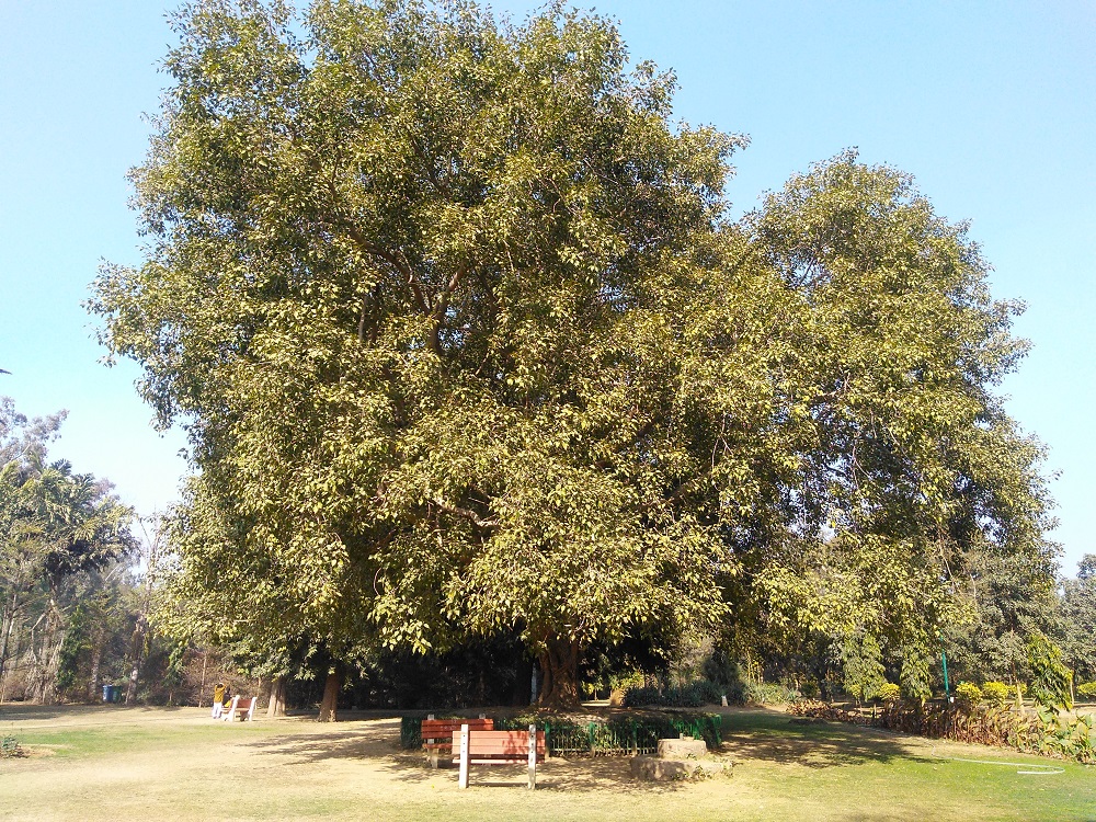 A Landscape view of park
