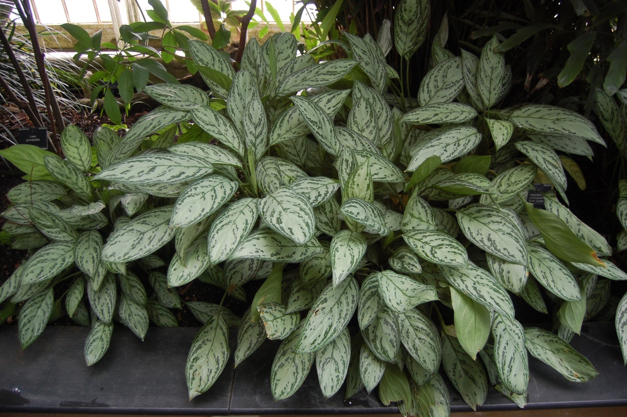 AGLAONEMA