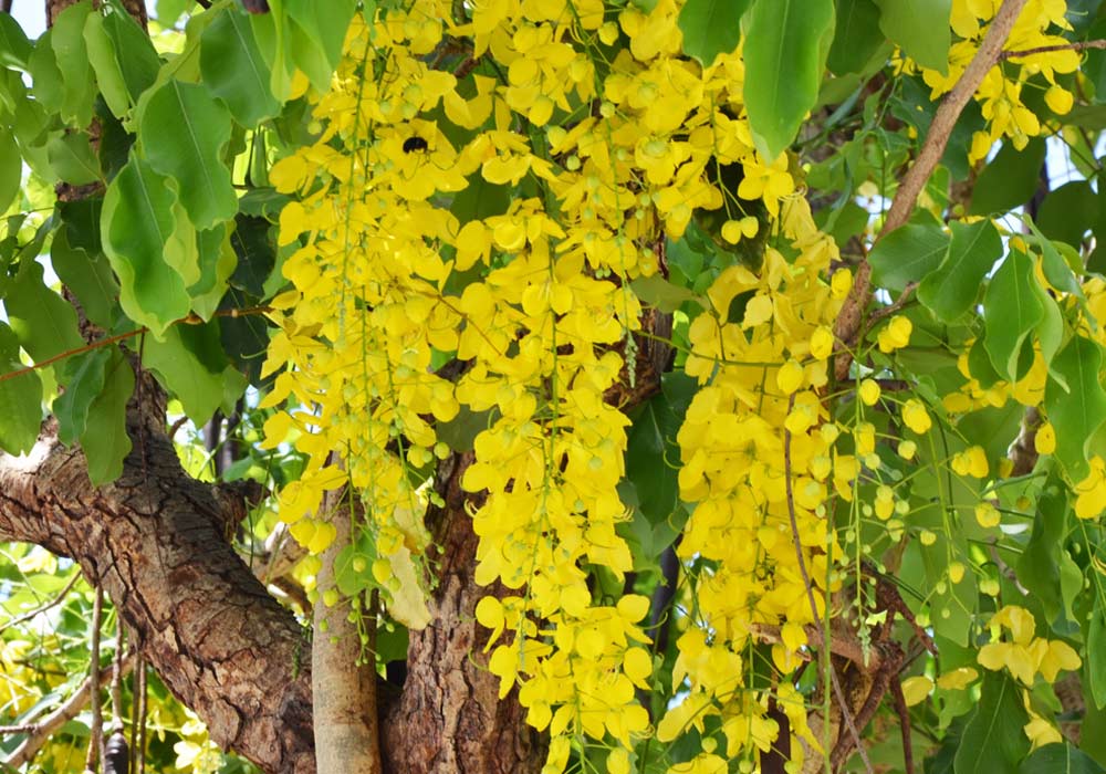 अमलतास