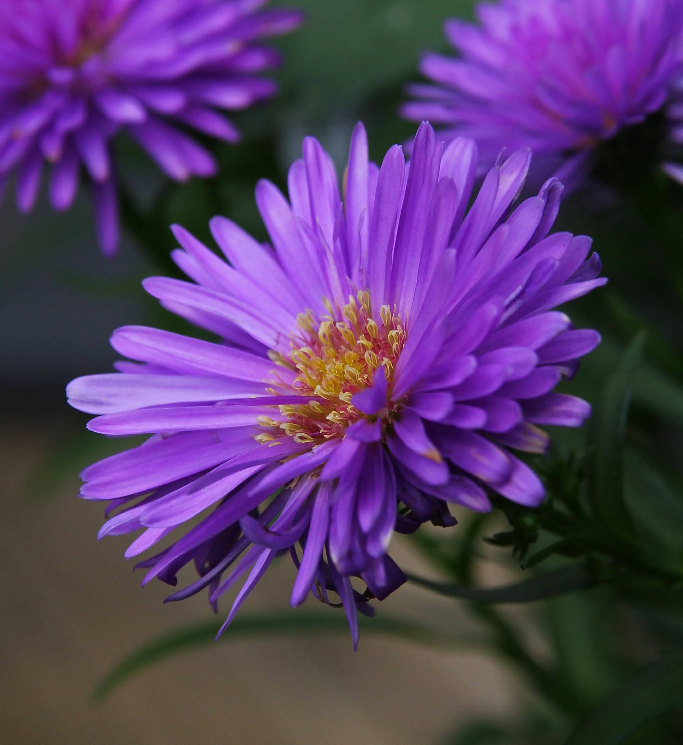 ASTER