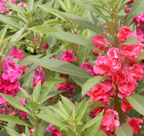 BALSAM