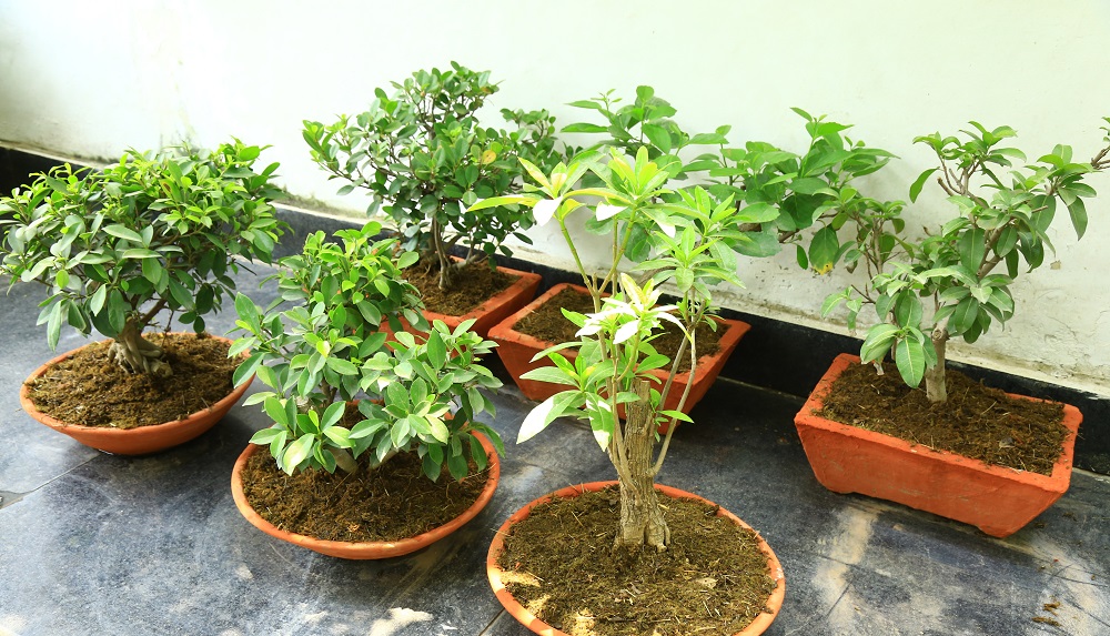 बोन्साई अनुभाग