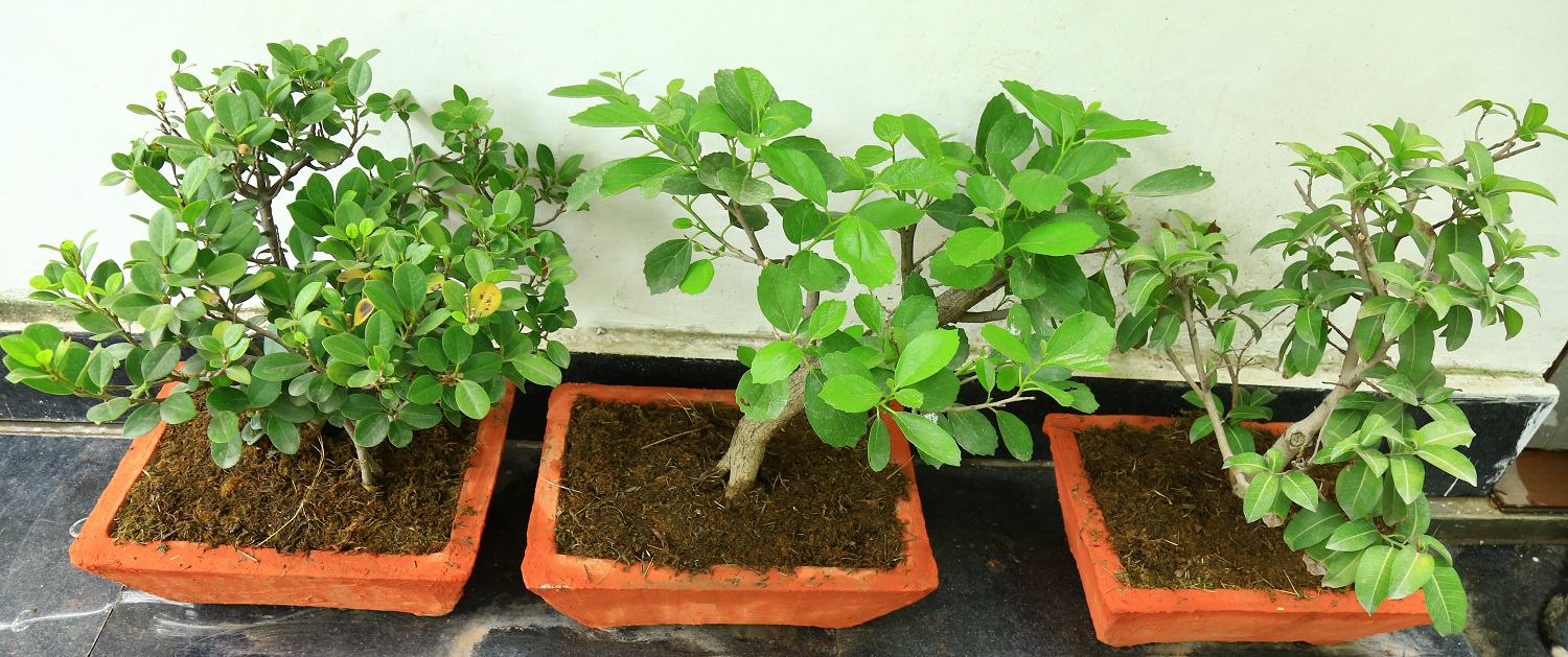 बोन्साई अनुभाग