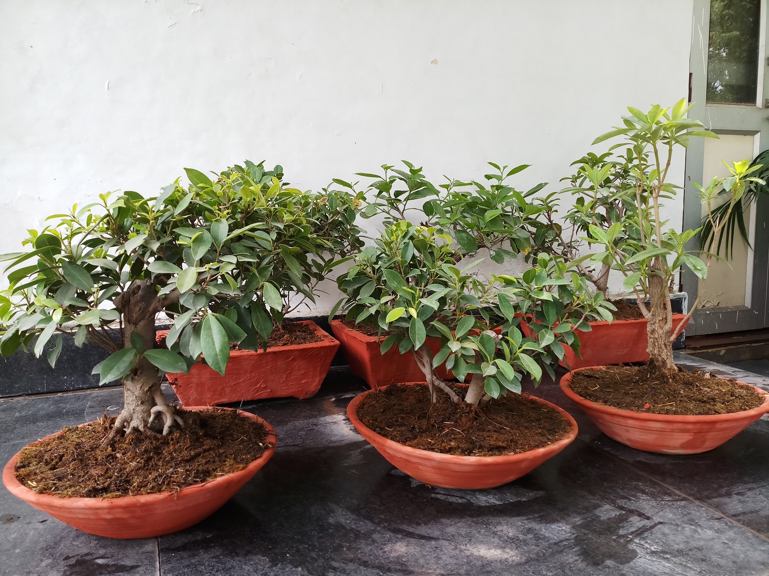 बोन्साई अनुभाग