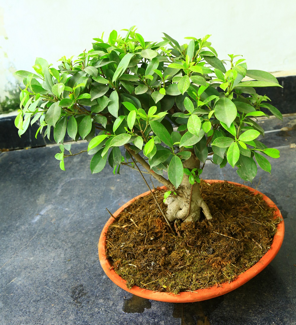 बोन्साई अनुभाग