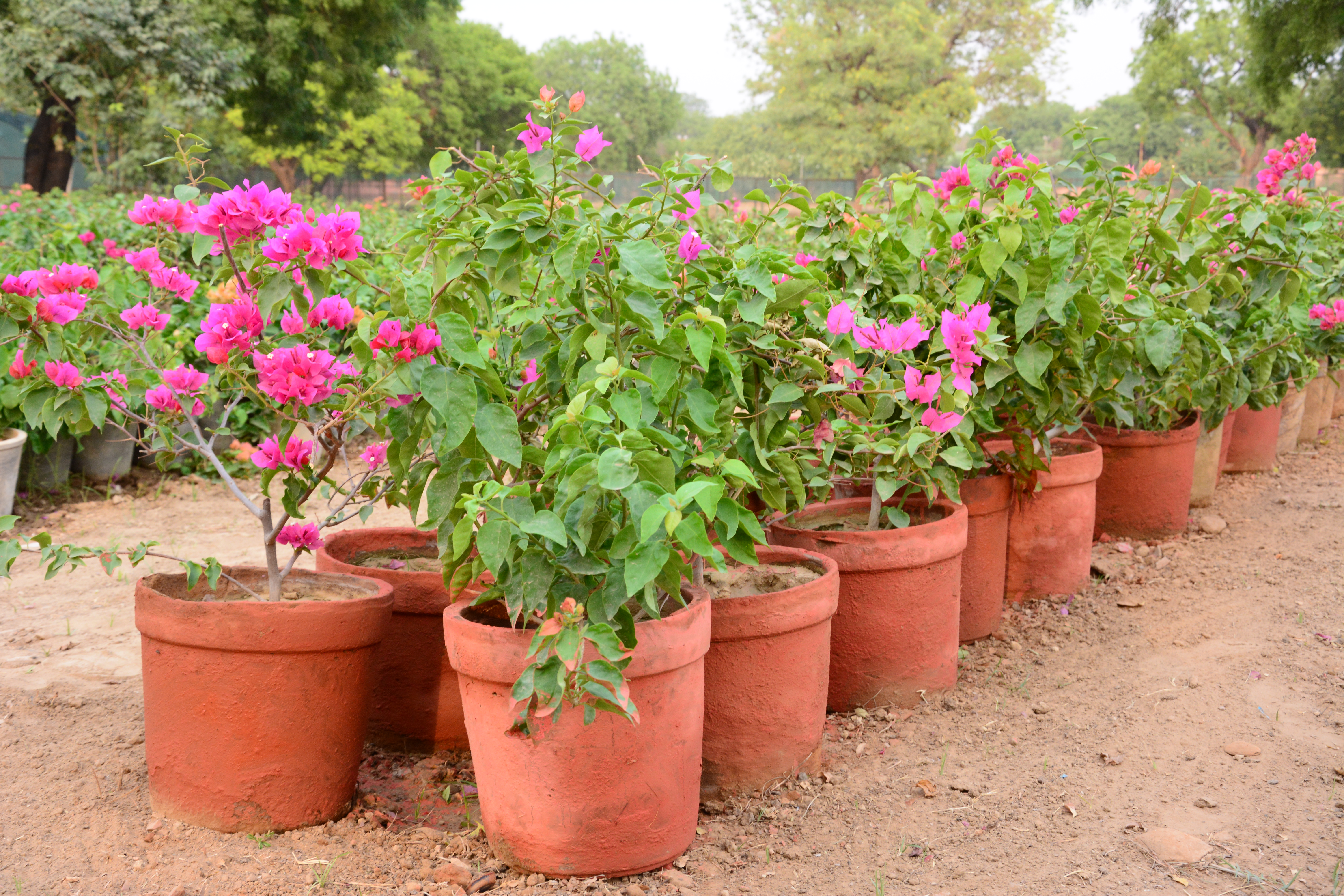 बोगेनविलिया अनुभाग