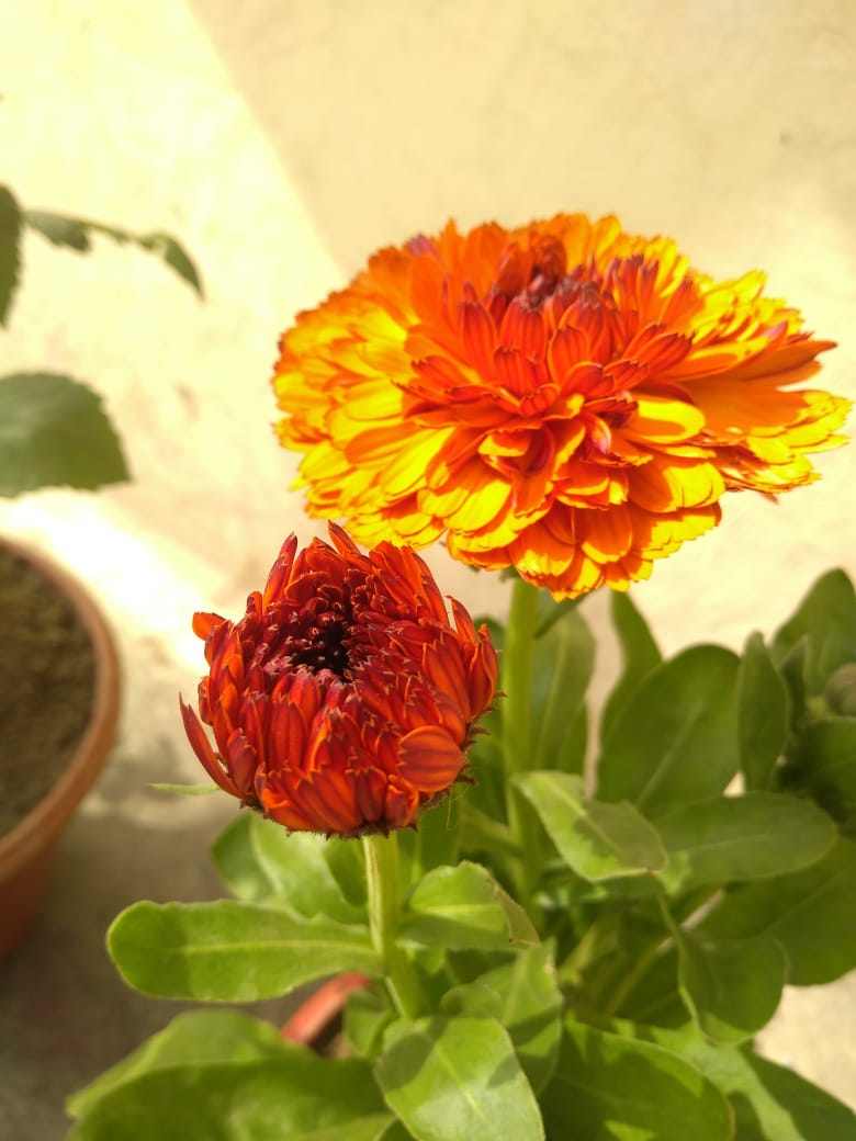 CALENDULA