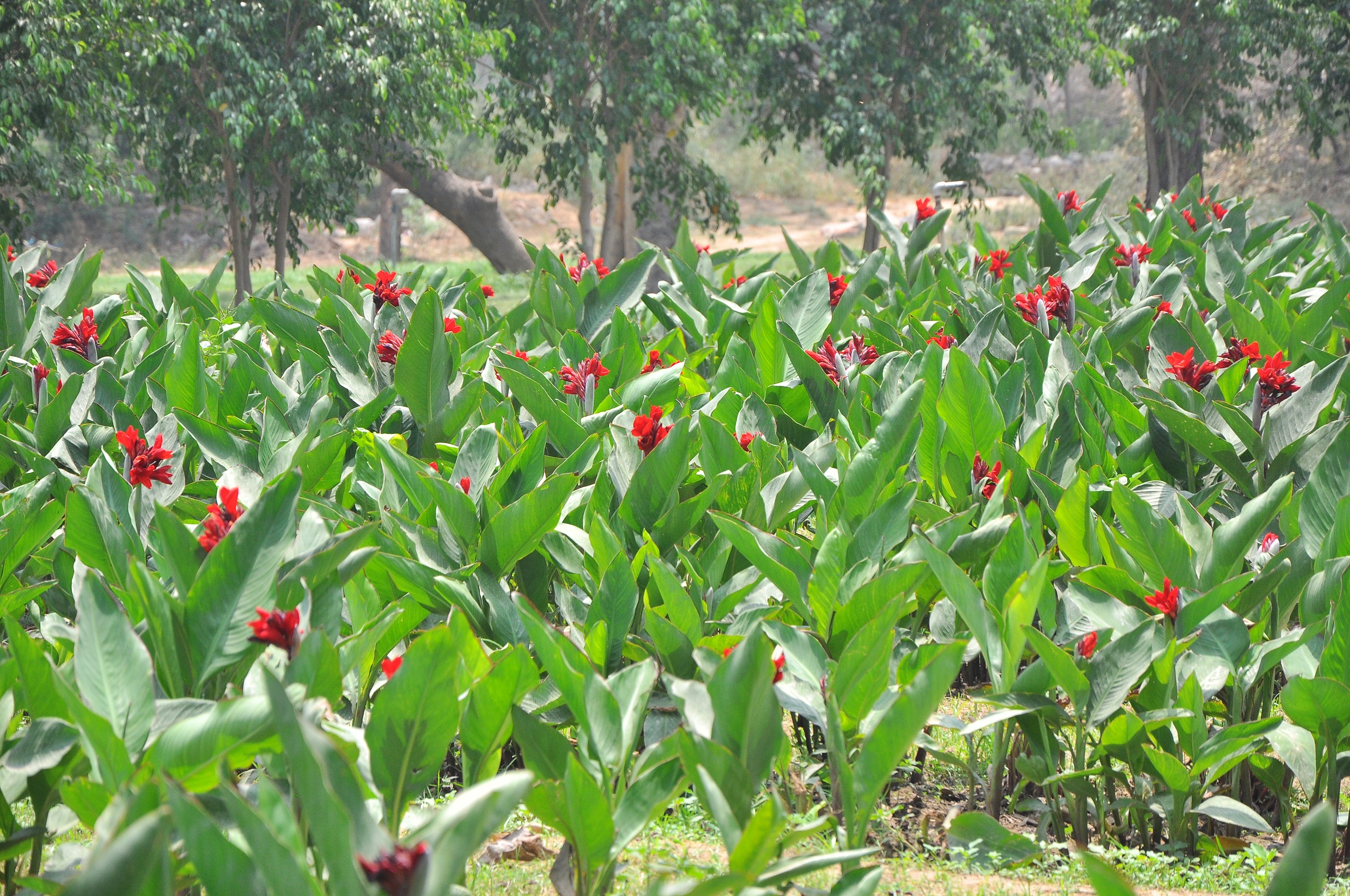 कन्ना अनुभाग