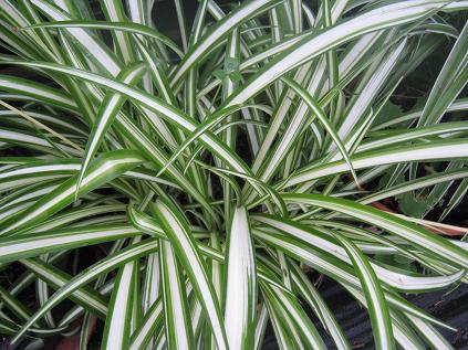 CHLOROPHYTUM