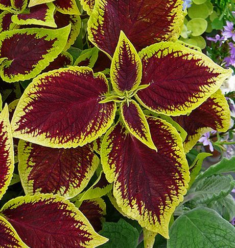 COLEUS