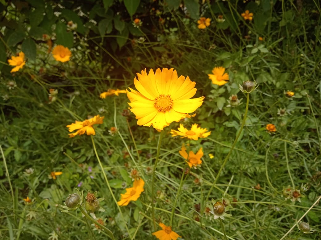COREOPSIS