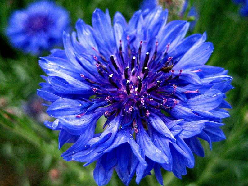 CORN FLOWER