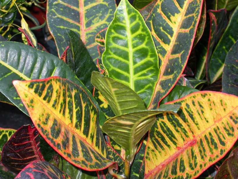 CROTON