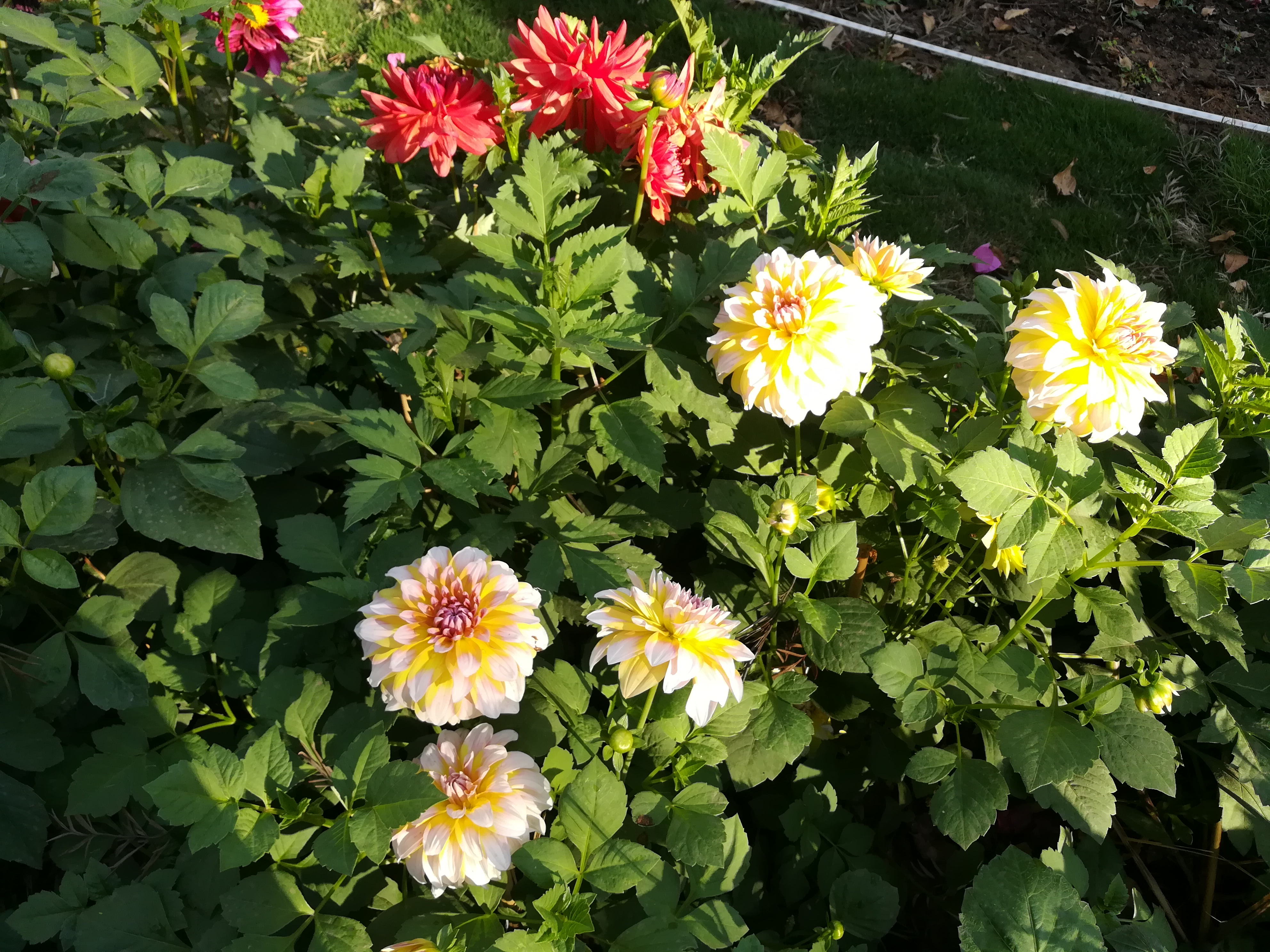 DAHLIA