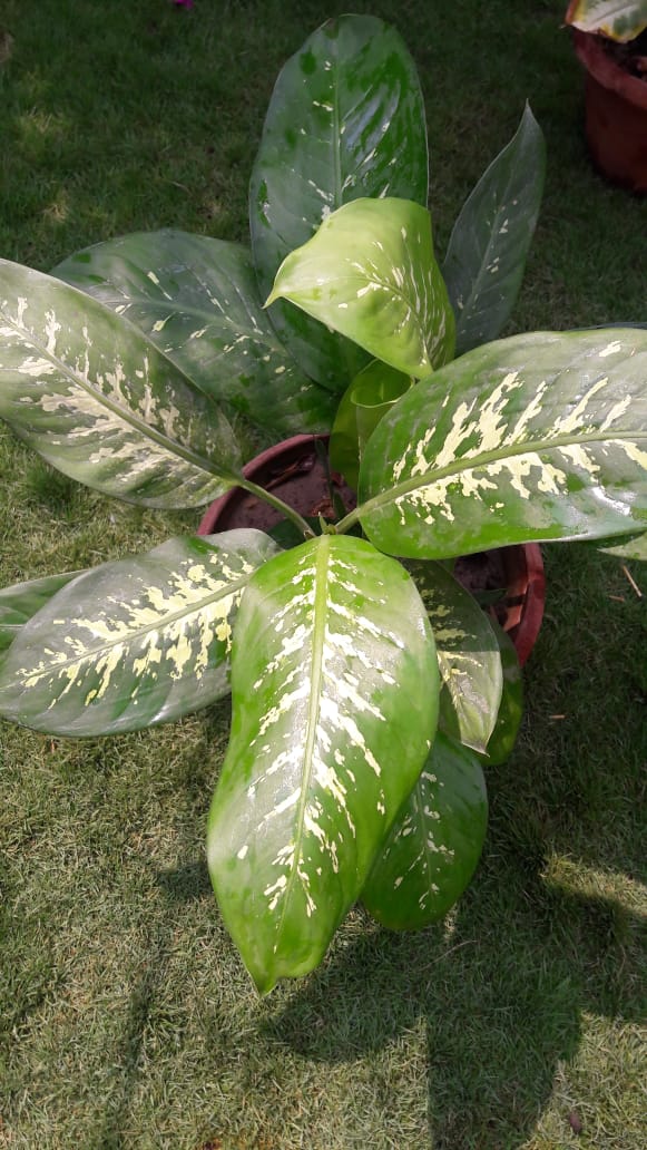 DIEFFENBACHIA