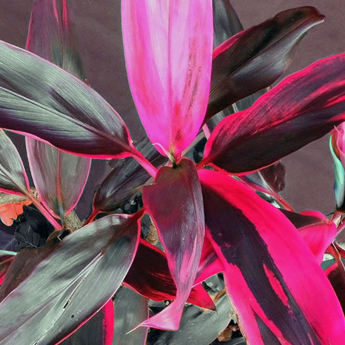 DRACAENA
