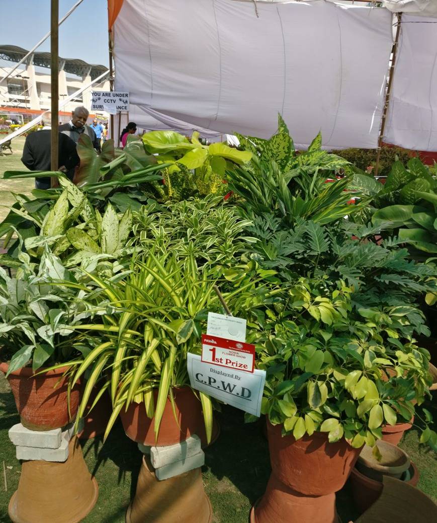 Flower Show at Noida 2017