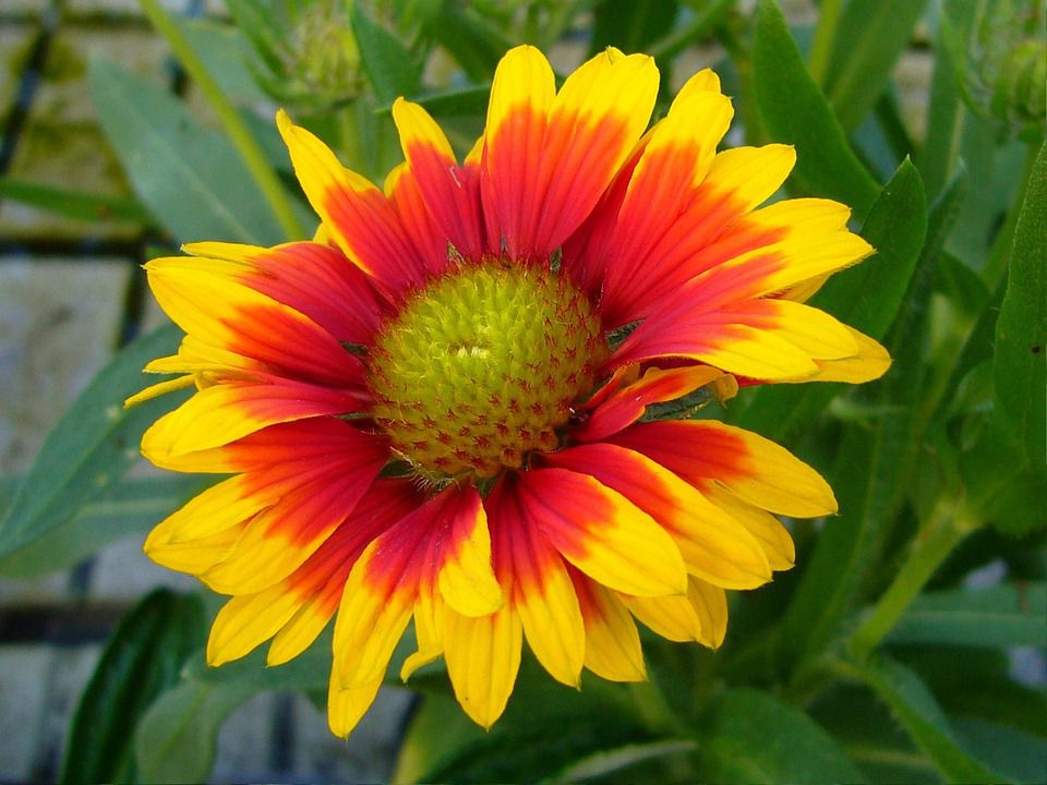 GAILLARDIA