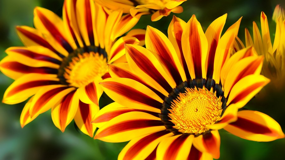 GAZANIA