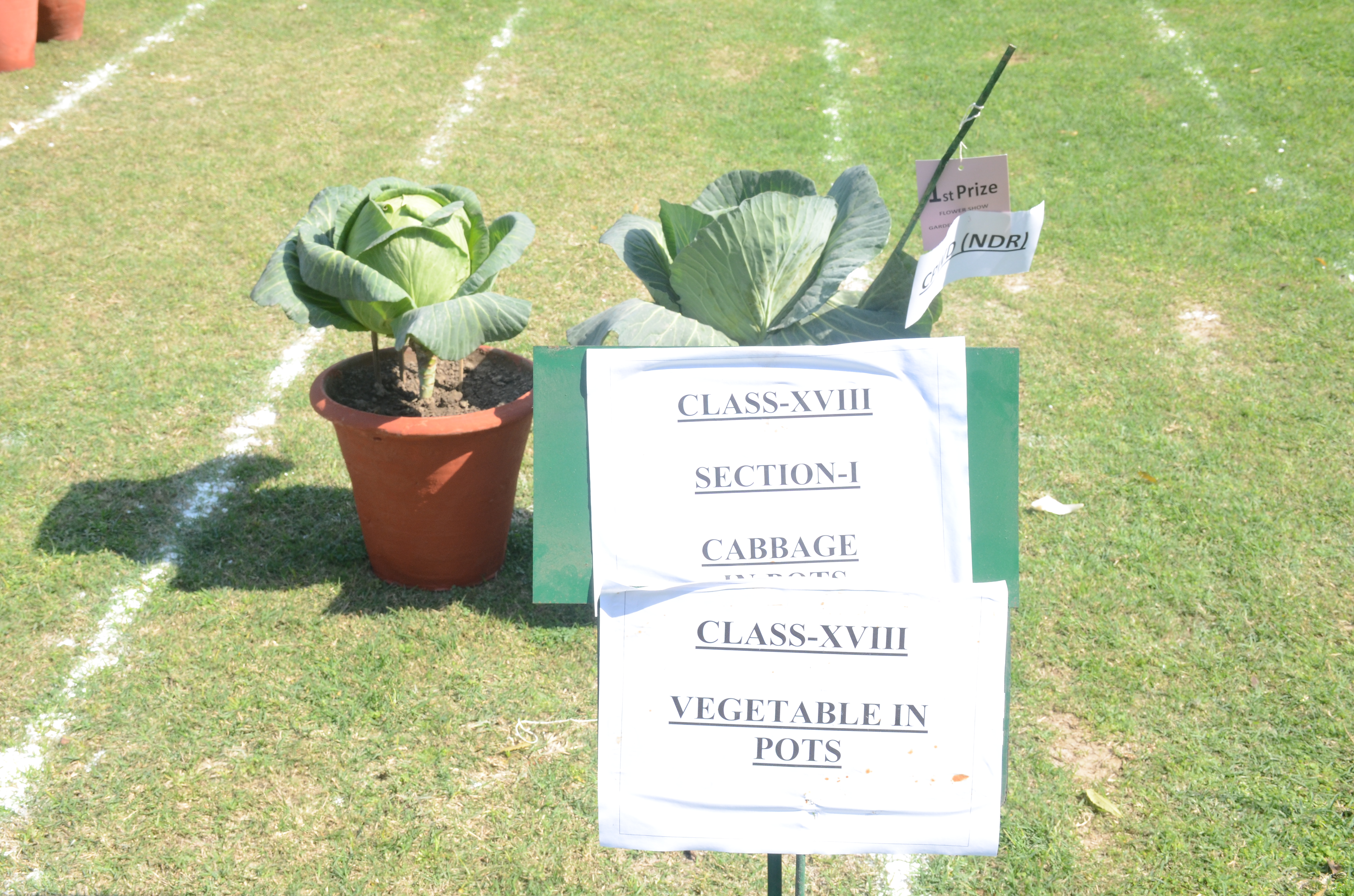 Govt. Mehrauli Nursery, 22nd and 23rd February, 2019.