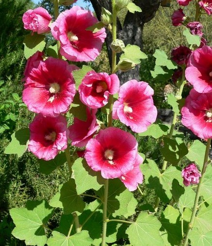 HOLLYHOCK