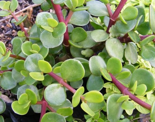 JADE PLANT