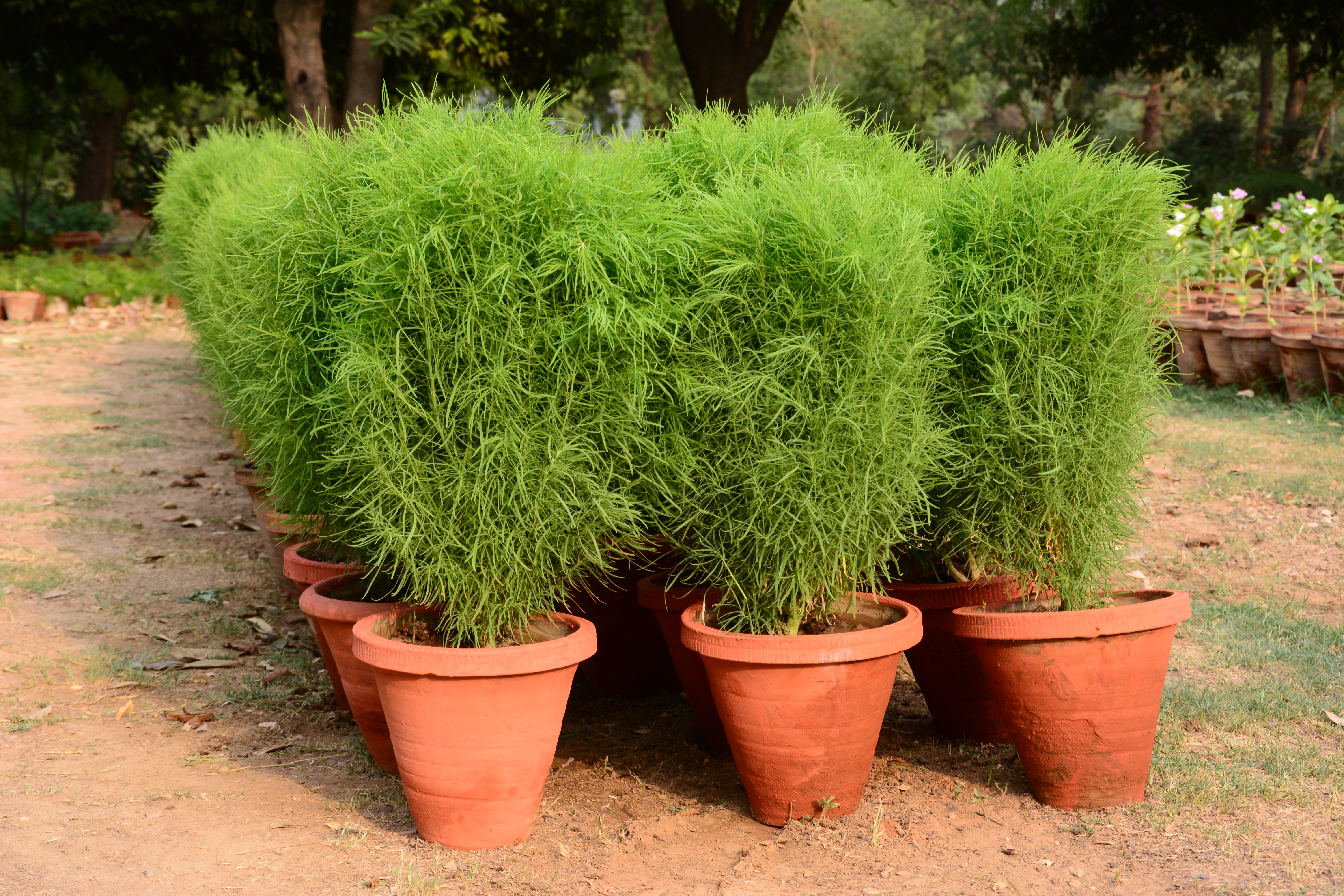 कोचिया अनुभाग