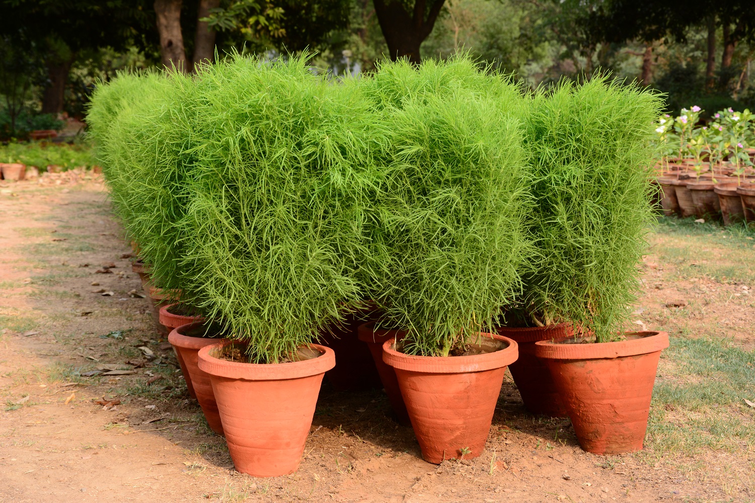 कोचिया अनुभाग