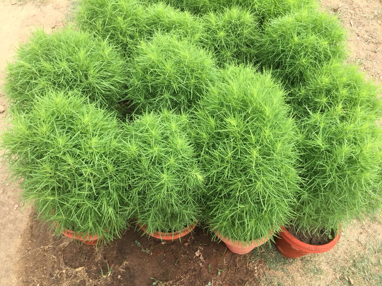 कोचिया अनुभाग