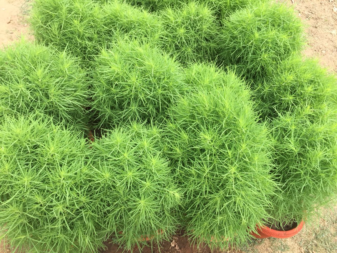 कोचिया अनुभाग